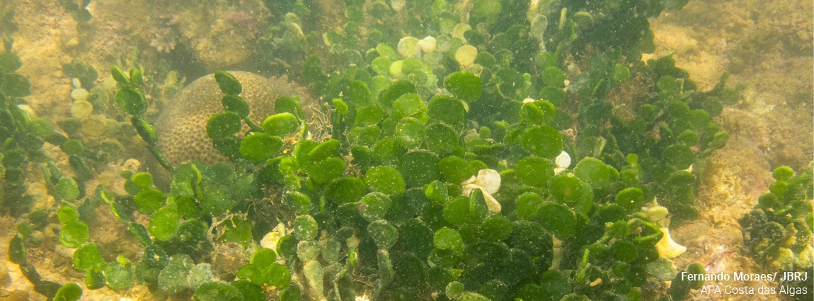 Área de Proteção Ambiental Costa das Algas